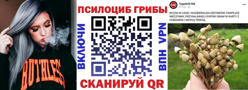 Галлюциногенные грибы Cubensis OMG зеркало Чегем цены